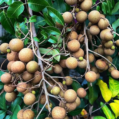 Diamond River Longan - Premium Grafted Tropical Fruit Tree
