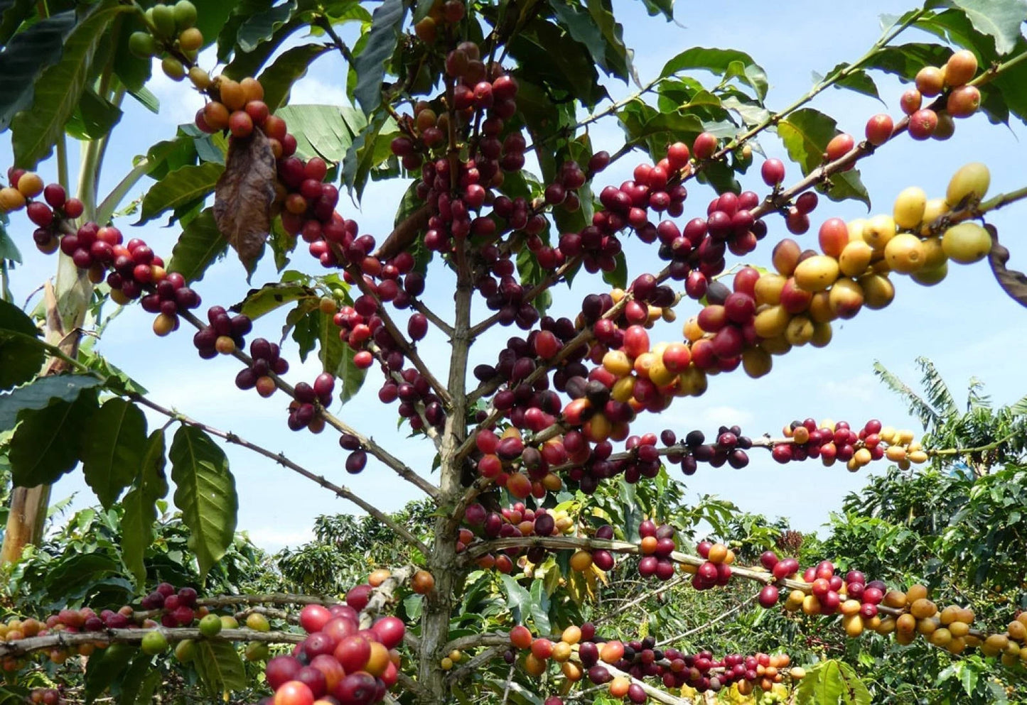 Castillo Coffee Seeds (Coffea arabica var. Castillo) – Premium Certified High-Yield Disease-Resistant Gourmet Coffee Bean Plant Seeds for Planting (120 Pcs)