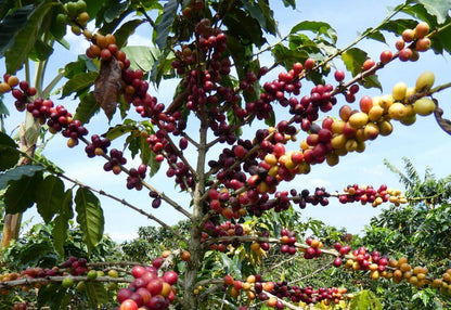 Castillo Coffee Seeds (Coffea arabica var. Castillo) – Premium Certified High-Yield Disease-Resistant Gourmet Coffee Bean Plant Seeds for Planting (120 Pcs)