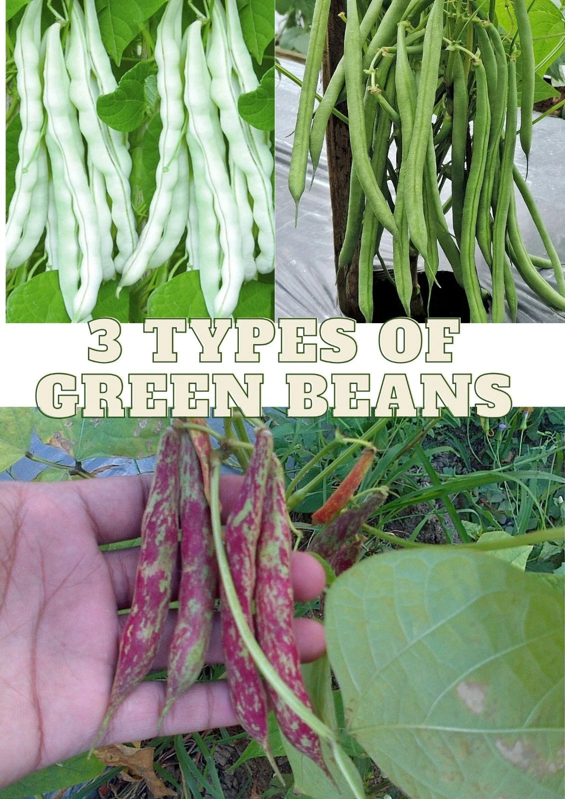 105+ Bean Seeds (Phaseolus vulgaris) Bundling 3 Cultivar Garden Package – Premium Certified Heirloom Vegetable and Legume Seeds for Planting