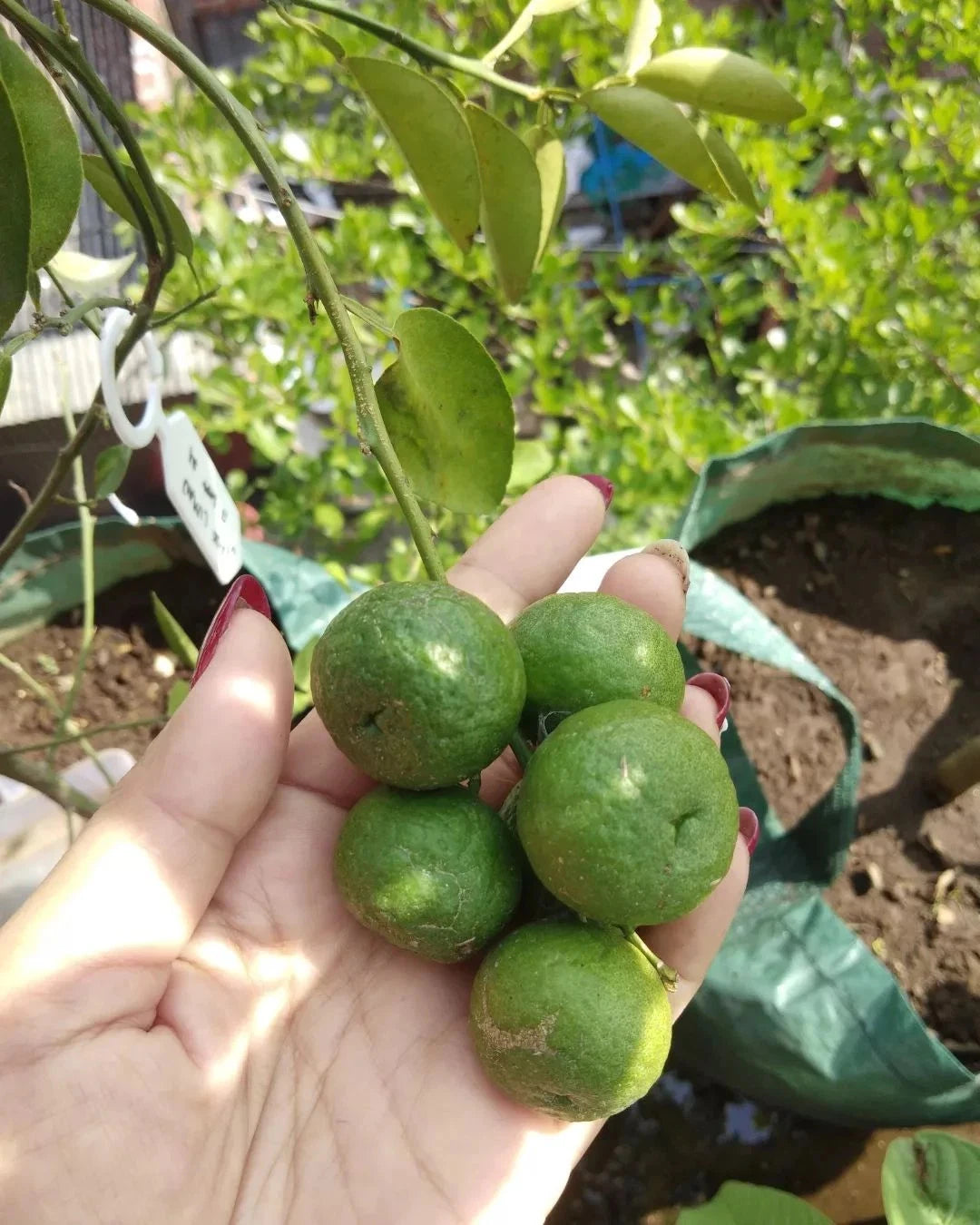 Java Lime Seeds (100+ Bulk Seeds, Citrus amblycarpa) – Limau Sambal & Exotic Citrus Fruit Tree Seeds for Planting