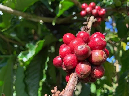 Esperanza Especial Coffee Seeds (Coffea arabica var. Esperanza Especial) – Premium Certified High-Yield Specialty Gourmet Coffee Bean Seeds for Planting (2000+ Pcs)