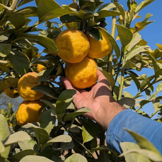 100+ Rough Lemon Seeds (Citrus jambhiri / Indian Lemon / Jambhiri Rootstock) – Premium Exotic Citrus Tree & Orchard Seeds for Planting