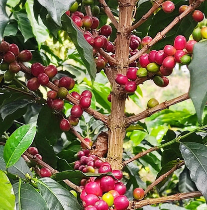 Premium Hybrid H3 Coffee Seeds (Coffea sp.) – 120 Pcs Certified High-Yield Disease-Resistant Gourmet Coffee Bean Seeds for Planting