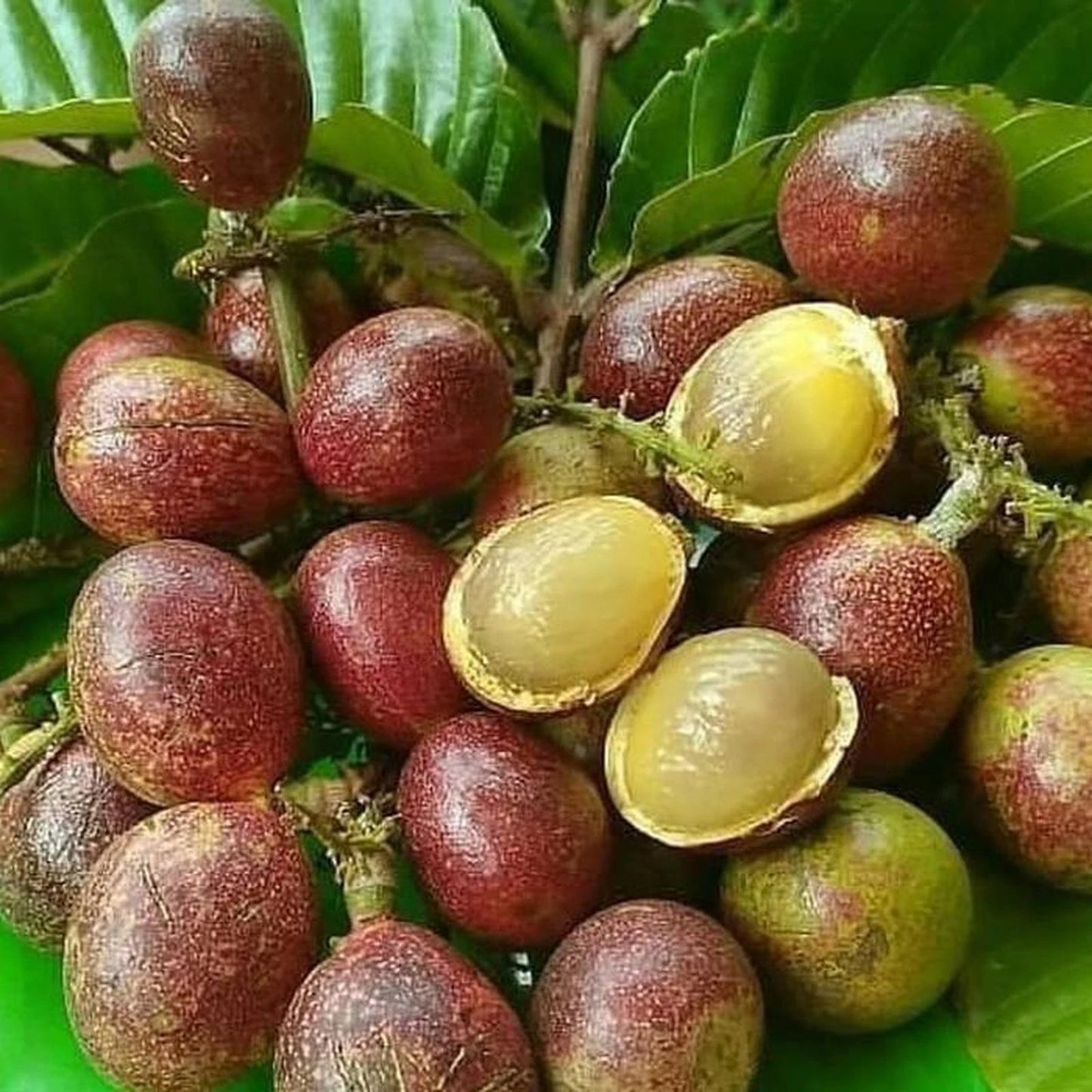 Live Grafted Matoa Tree Seedling (Pometia pinnata) – Premium Rare Exotic Tropical Fruit Plant Specimen for Containers & Pots