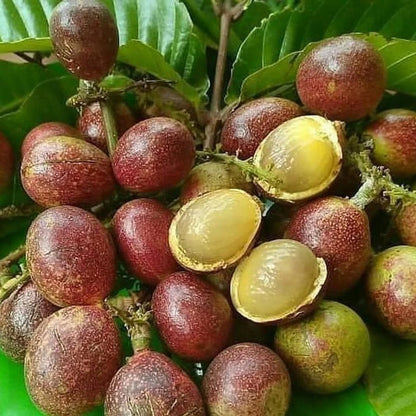 Live Grafted Matoa Tree Seedling (Pometia pinnata) – Premium Rare Exotic Tropical Fruit Plant Specimen for Containers & Pots