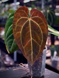 Anthurium 'Black Venom' (Variegated) – Ultra-Rare Collector’s Specimen