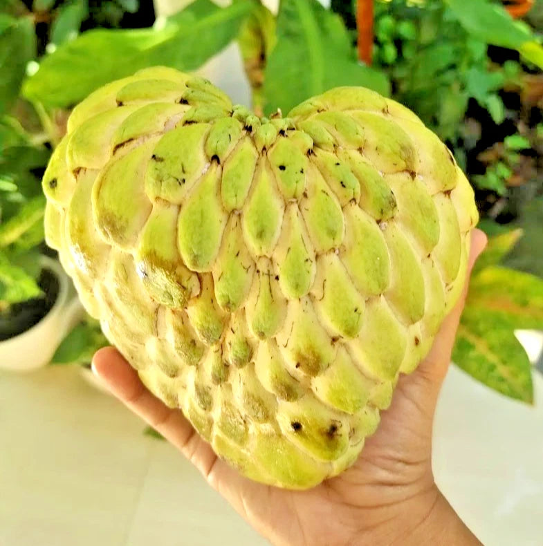 Giant Custard Apple Seeds 1000+ (Annona squamosa var. Jumbo Sugar Apple) – Rare Extra-Large Sweet Tropical Fruit Tree Seeds for Cultivation