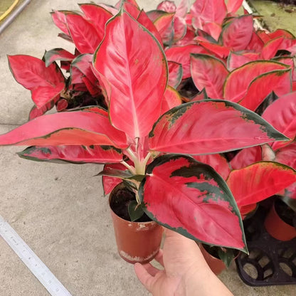 Aglaonema Suksom Jaipong Chinese Evergreen | Colorful Indoor Houseplant | Easy Care Live Plant