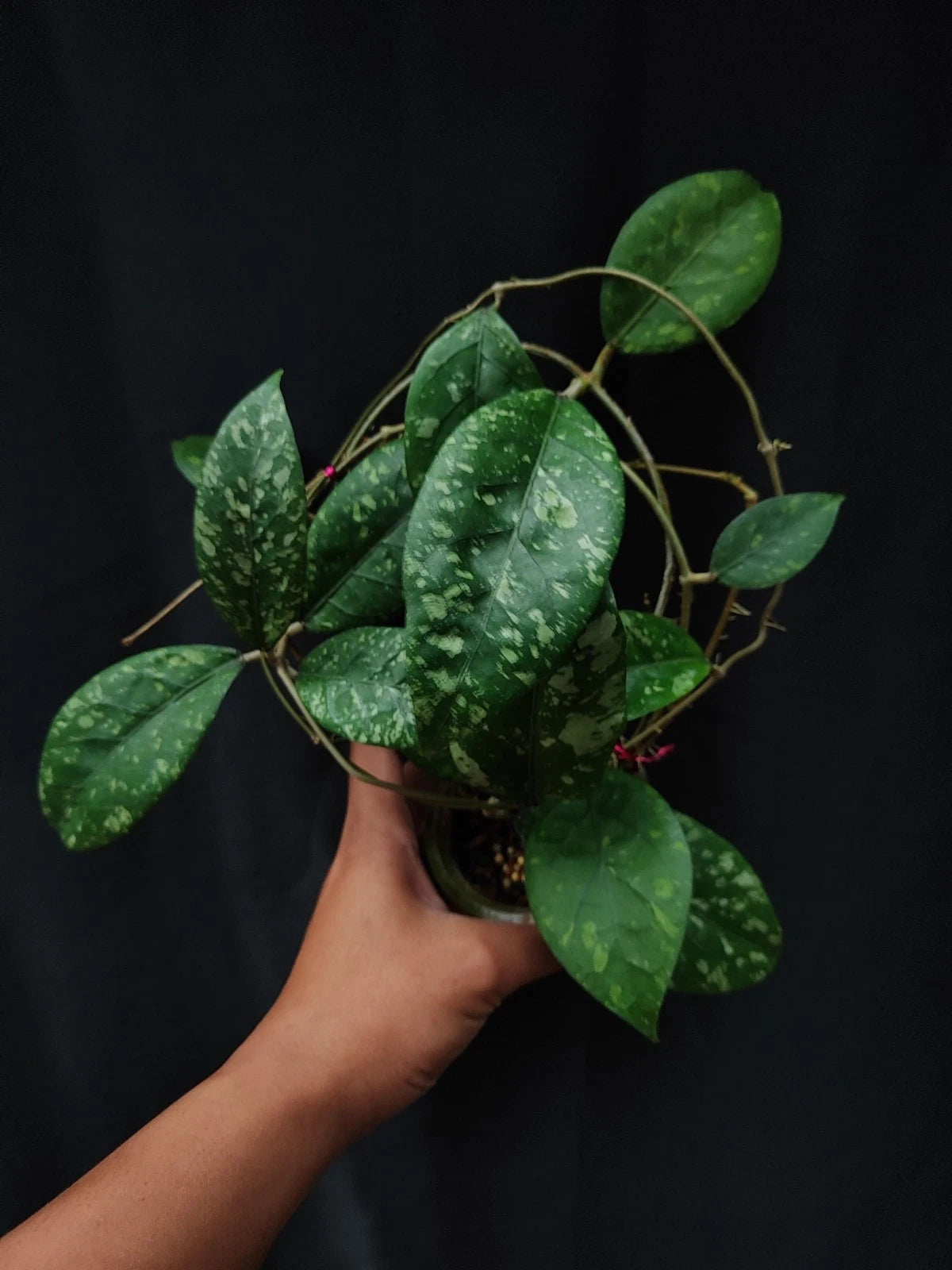 Hoya sp. Aceh 'Splash' – Rare Tropical Wax Plant
