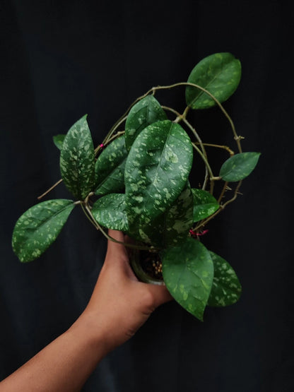 Hoya sp. Aceh 'Splash' – Rare Tropical Wax Plant