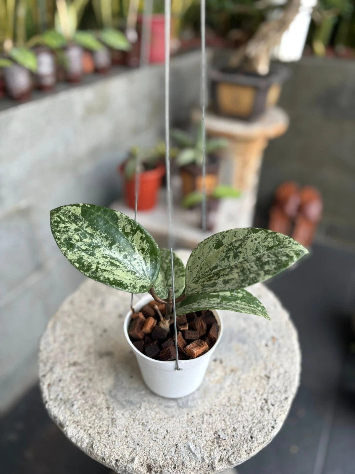 Hoya Latifolia MRH (Wax Plant) – Rare Epiphytic Tropical Vine with Exceptional Foliage for Indoor & Outdoor Display