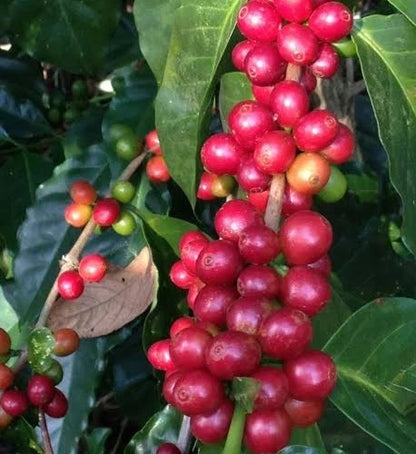 SL22 Coffee Seeds (Coffea arabica var. SL22) – Premium Heirloom Kenyan Specialty Coffee Bean Seeds for Planting (100 Pcs)