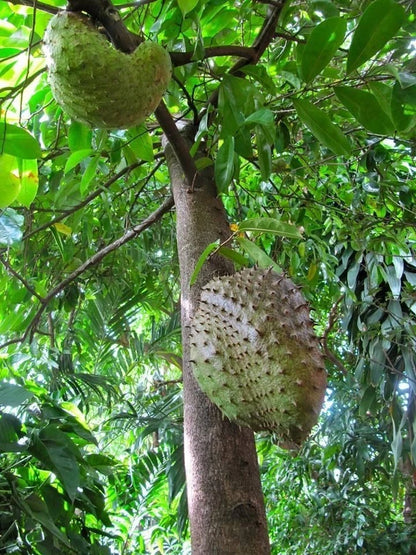 Bulk Amazon Hybrid Soursop Seeds (Annona muricata 'Amazon Hybrid') – 100+ Premium Fresh Rare High-Yield Sweet Soursop Seeds for Planting