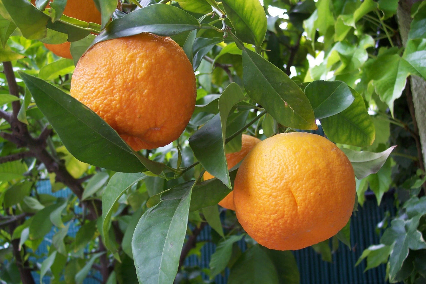 Bitter Orange Seeds (Citrus × Aurantium) – Certified Heirloom Sevillana Sour Citrus Fruit Crop for Planting