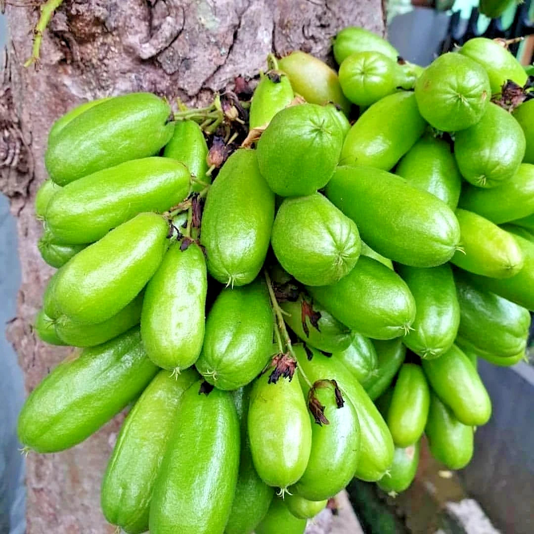 Bilimbi Cucumber Tree Seeds (Averrhoa bilimbi) – Premium 100+ Tree of Sorrel Exotic Tropical Fruit Seeds for Planting (100+ Pcs)