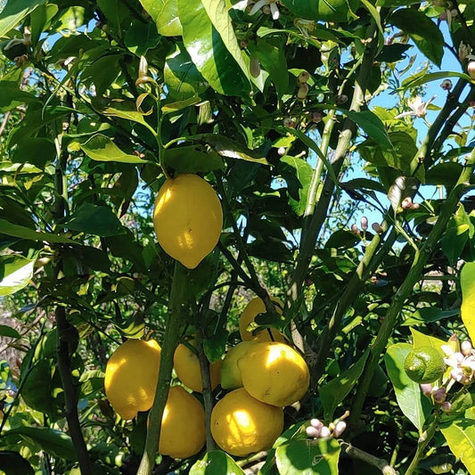 Lisbon Lemon Seeds (Citrus limon / 1000+ Premium Cold-Hardy True Lemon Fruit Tree Seeds) – Premium Botanical Specimen Plant Seeds for Planting