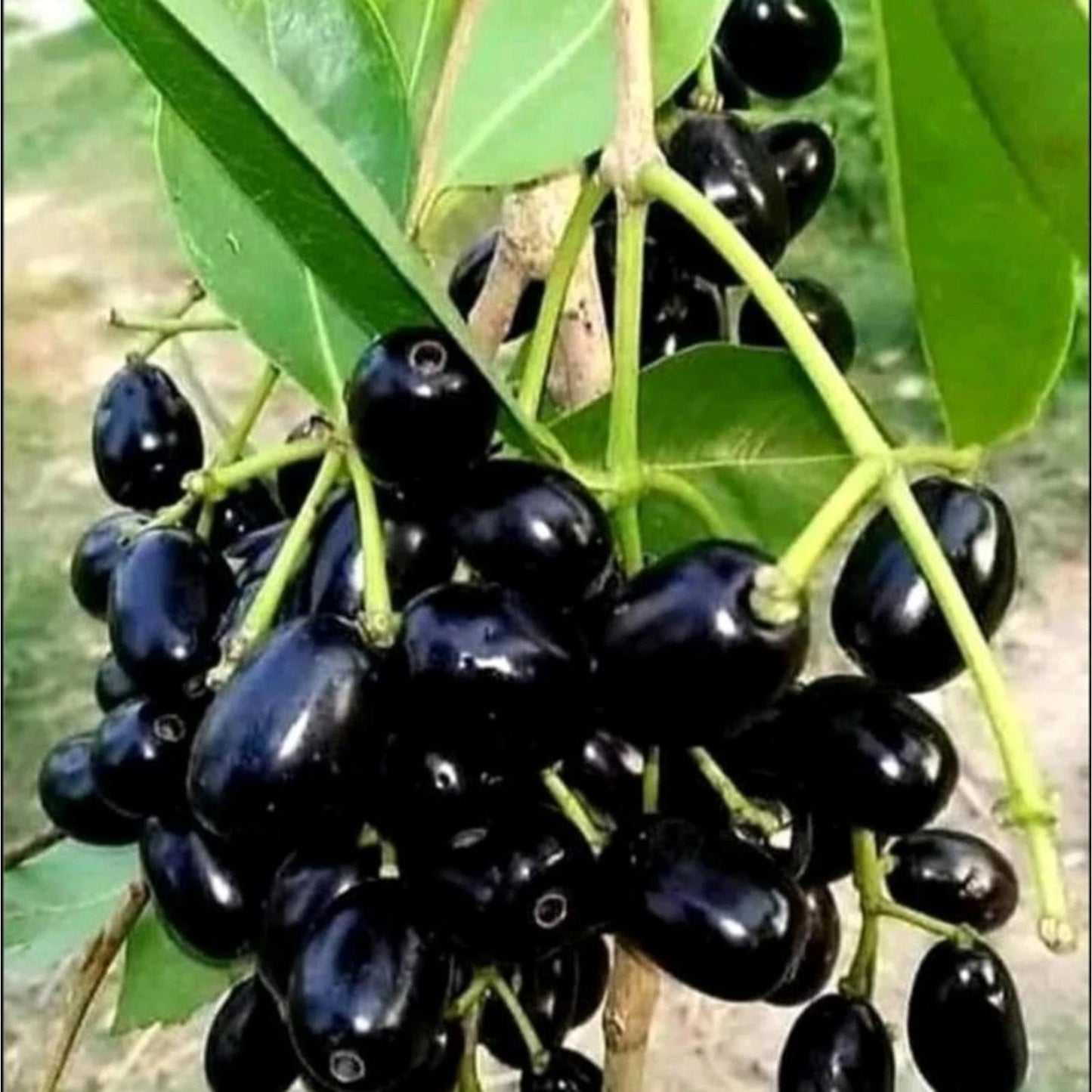 Grafted Java Plum (Juwet/Jamblang) Seedling – Premium Tropical Fruit Tree