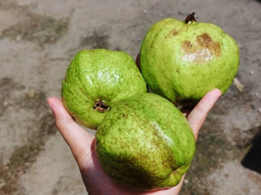 White Crystal Guava Seeds (Psidium guajava / 1000+ Fresh Tropical Fruit Tree Seeds) – Premium Exotic Botanical Specimen Plant Seeds for Planting