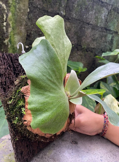Platycerium Stemaria - Majestic & Rare Tropical Staghorn Fern