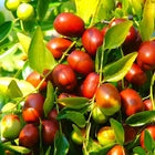 Red Jujube Putsa Apple Seeds 2,500+ (Ziziphus jujuba) – Bulk Heirloom Indian Plum & Sweet Fruit Tree Seeds for Orchard Cultivation