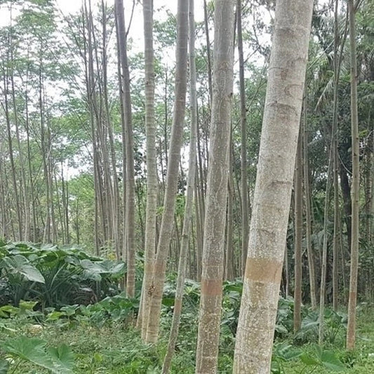 100++ Red Albizia Sengon Seeds (Albizia chinensis var. Smithiana / Chinese Albizia / Silk Tree) – Premium Fast-Growing Timber & Forestry Tree Seeds for Planting