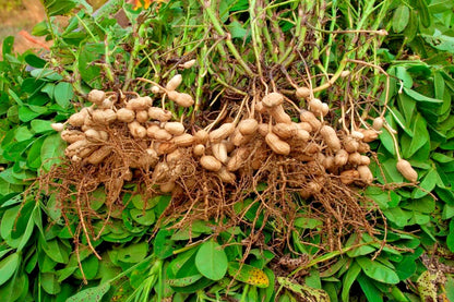 Batik Peanut Seeds (Arachis hypogaea) – 1.000+ Premium Rare Exotic Striped Batik Groundnut Seeds for Planting