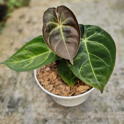 Anthurium dressleri (Medium Specimen) – Elite Velvet-Leaf Botanical Masterwork (Collectors Quality)