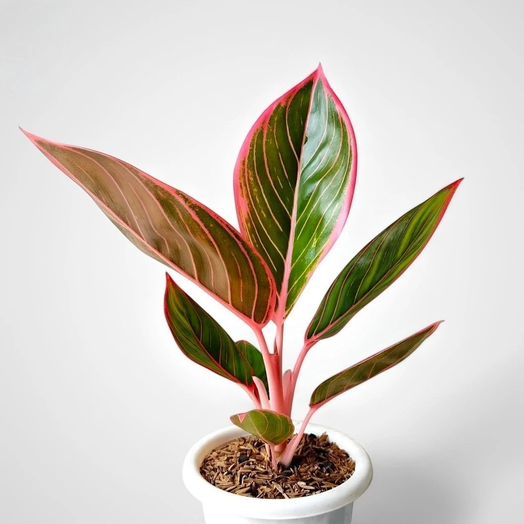 Aglaonema 'Khanza' - Elegant & Vibrant Tropical Foliage
