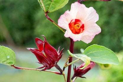 Red Roselle Hibiscus Seeds (Hibiscus sabdariffa) – 2.000++ Premium Heirloom Deep Crimson Roselle Seeds for Planting