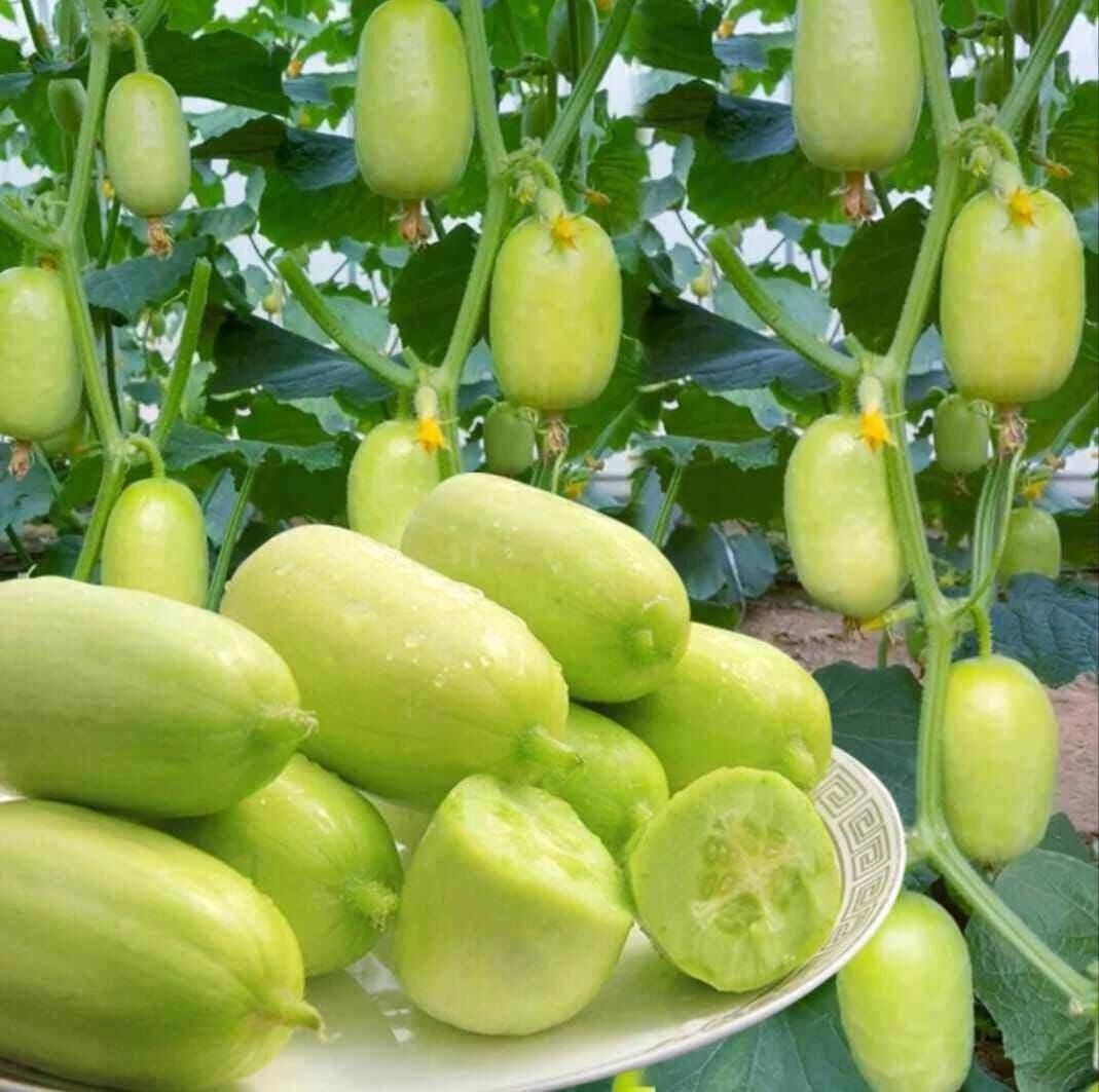 Premium 'Jade Green' Cucumber Seeds (Cucumis sativus) – Elite East-Asian Long-Type Heirloom Seeds (100+ Count)
