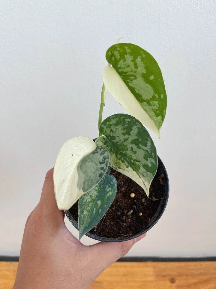Scindapsus Mayari Rare Live Plant | Exotic Tropical Houseplant | Real Photo | Collector Indoor Plant