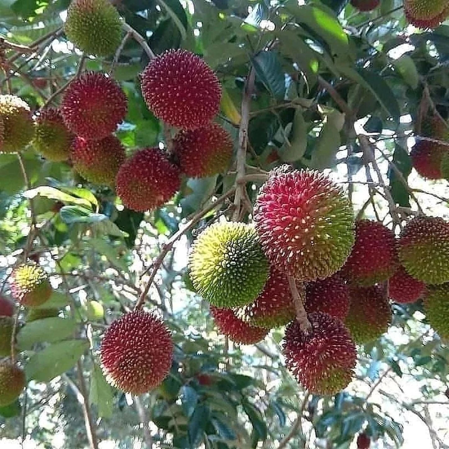 Grafted Rambutan Rapiah Seedling – Premium Tropical Fruit Tree