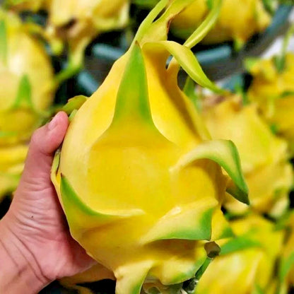 Golden Isis Pitaya (Dragon Fruit) – 3,500+ Premium Seeds (Selenicereus megalanthus)