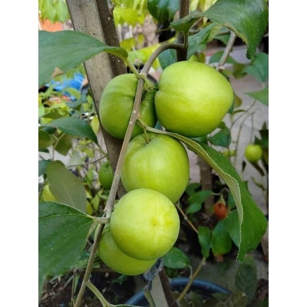 Green Jujube Seeds 120+ pcs (Ziziphus mauritiana) – Premium Certified Sidr Fruit Indian Jujube Sweet Fruit Tree Plant Seeds for Planting