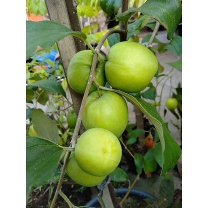 Green Jujube Seeds 120+ pcs (Ziziphus mauritiana) – Premium Certified Sidr Fruit Indian Jujube Sweet Fruit Tree Plant Seeds for Planting