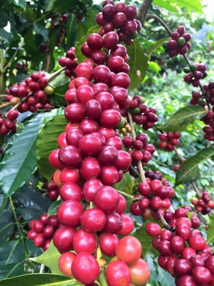 Bourbon Mayaguez (BMJ) Coffee Seeds (Coffea arabica) – 120+ Premium Coffee Beans