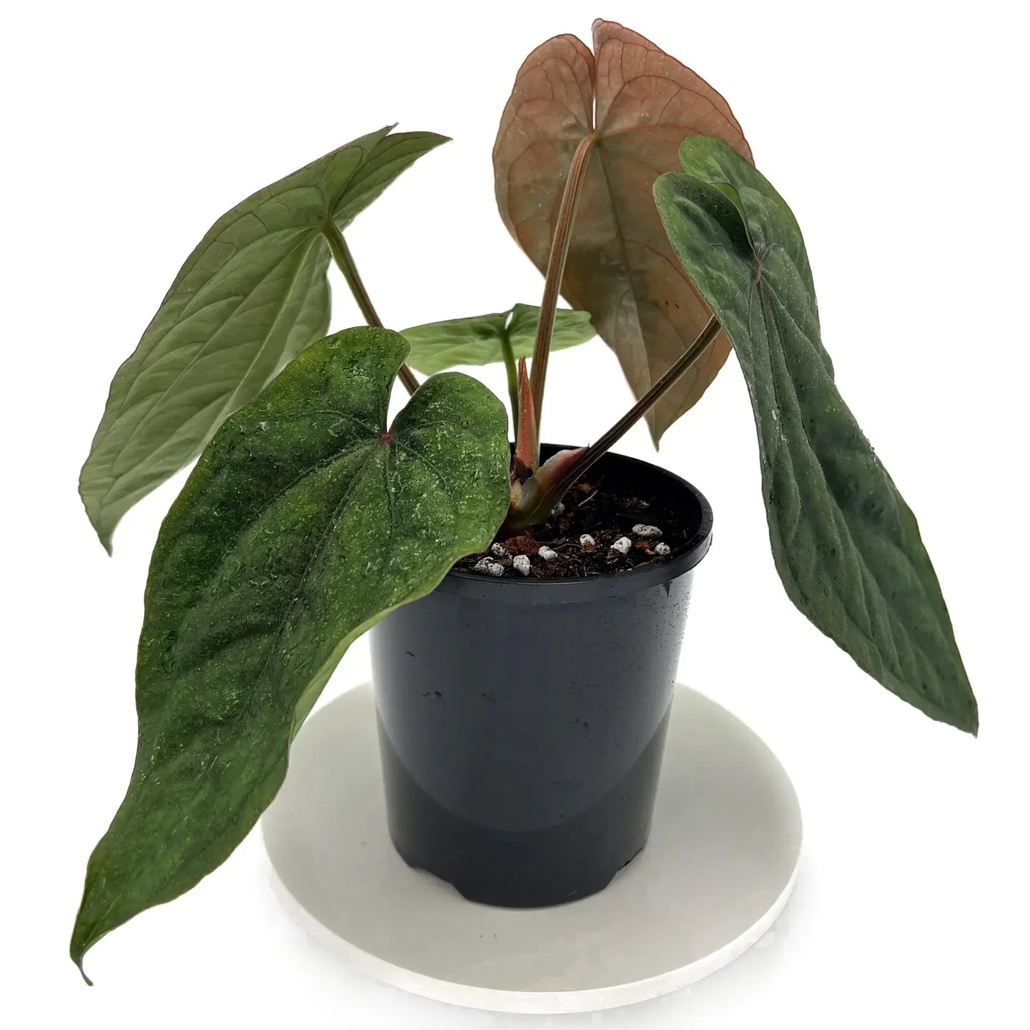 Anthurium Dressleri Medium Size Rare Plant | Tropical Indoor Outdoor Aroid | Collector Houseplant