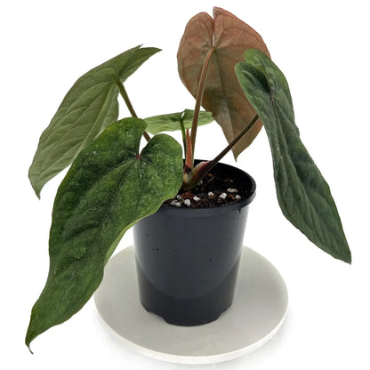 Anthurium Dressleri Medium Size Rare Plant | Tropical Indoor Outdoor Aroid | Collector Houseplant