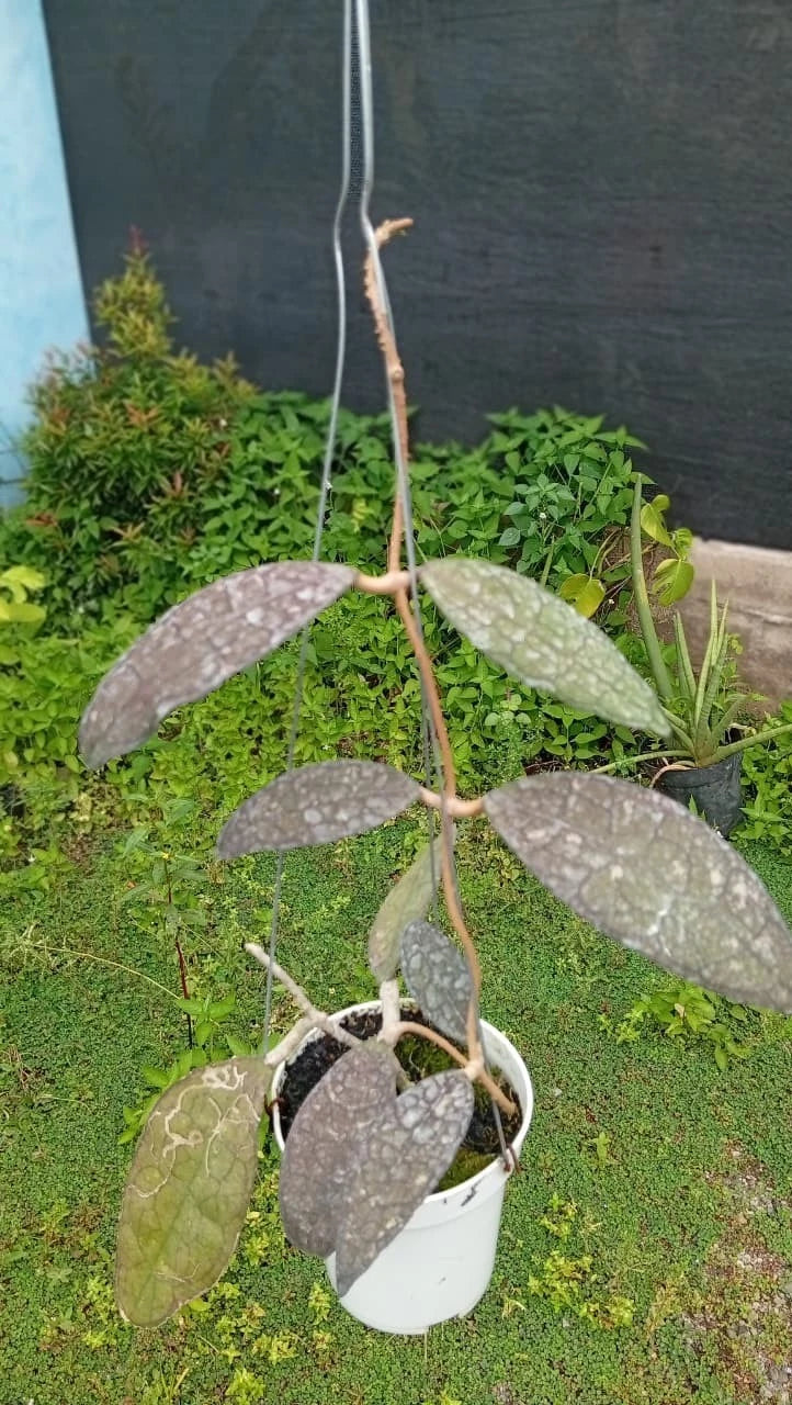 Hoya clemensiorum – Dark-Leaf Rare Tropical Wax Plant
