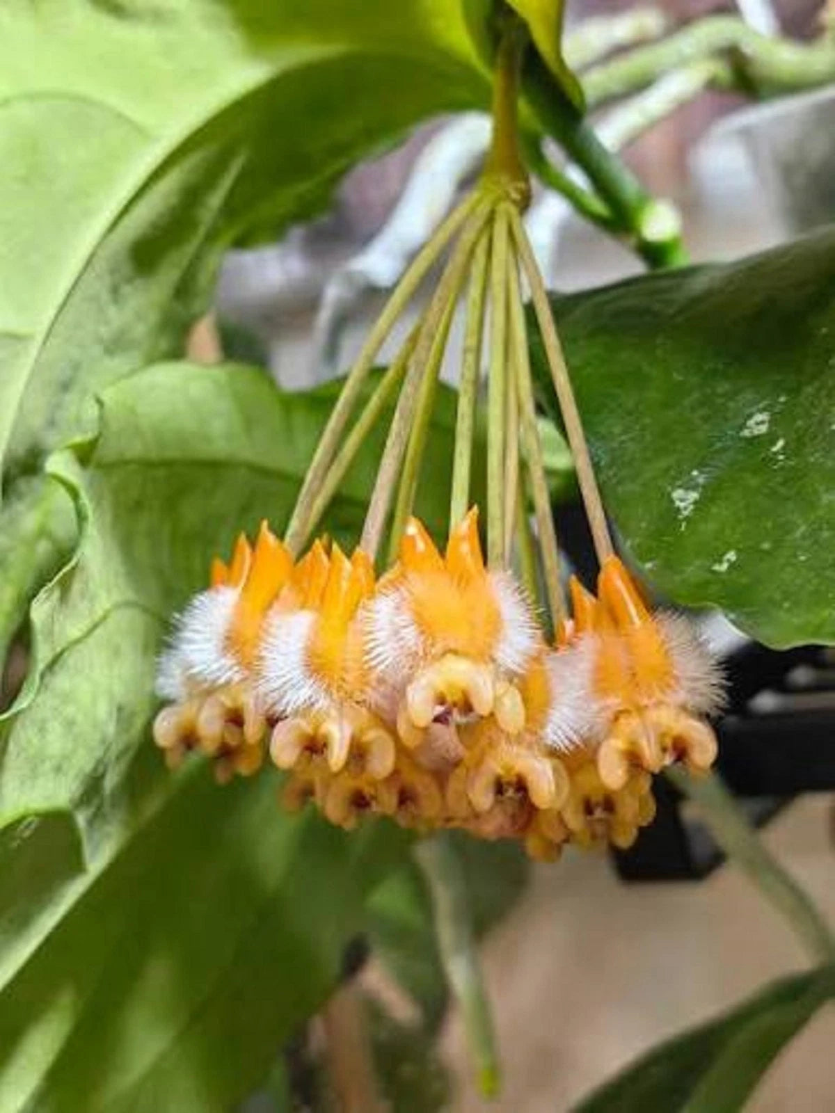 Rare Hoya Lasiantha Live Plant - Premium Exotic Tropical Fragrant Wax Plant