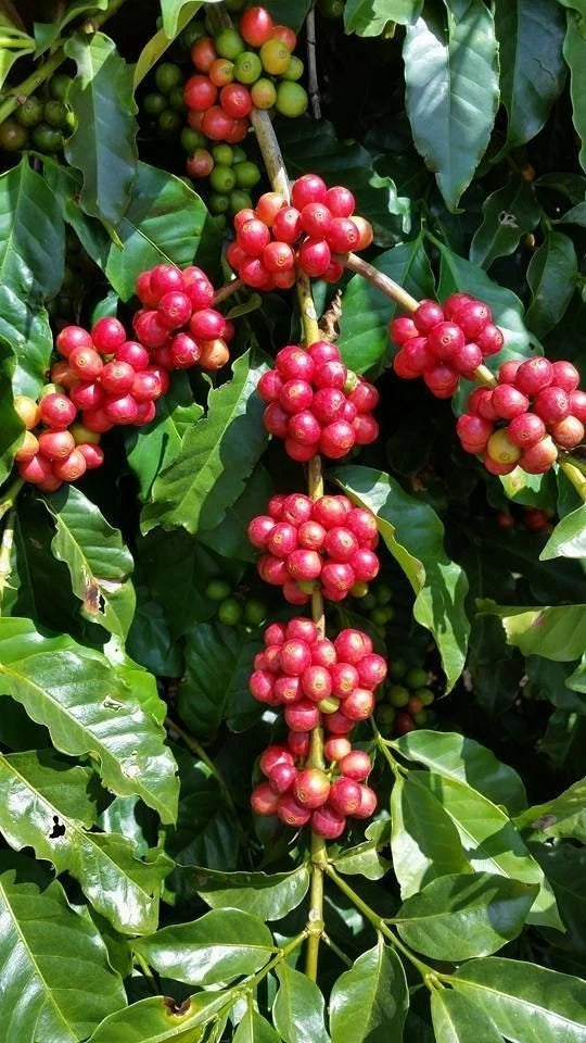 120+ Red Ateng Arabica Coffee Seeds (Coffea arabica) – Early Fruiting Premium Certified Crop Seeds for Planting