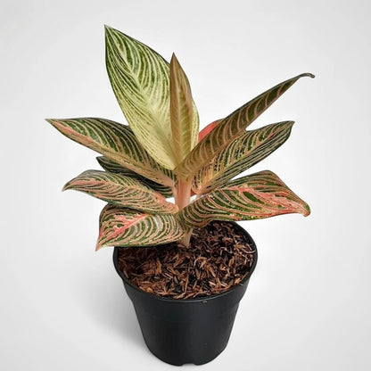 Aglaonema 'Golden Hope' - Radiant Tropical Foliage