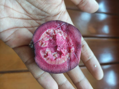 Purple Guava Seeds (Psidium guajava / 150+ Deep Purple-Fleshed Exotic Fruit Tree Seeds) – Premium Exotic Botanical Specimen Plant Seeds for Planting