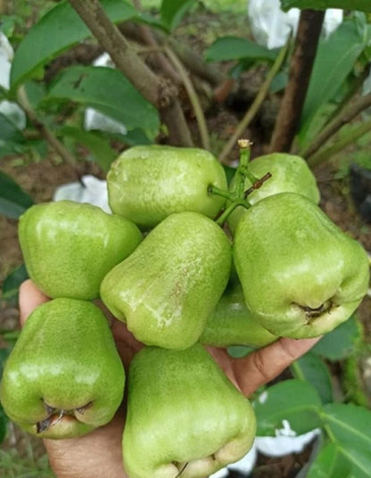 Kiojok Water Apple (Jambu) Grafted Fruit Tree - Rare Tropical Wax Apple