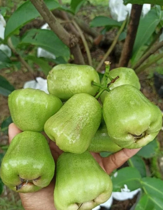Kiojok Water Apple (Jambu) Grafted Fruit Tree - Rare Tropical Wax Apple