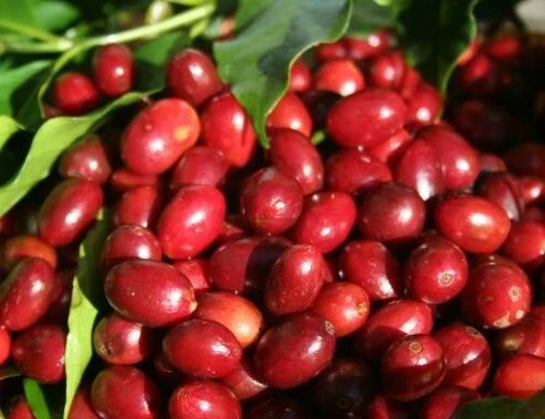 120+ Bourbon Pink Coffee Seeds (Coffea sp. / Rare Pink Bourbon Arabica Coffee Cultivar Bean Seeds) – Premium Botanical Specimen Plant Seeds for Planting
