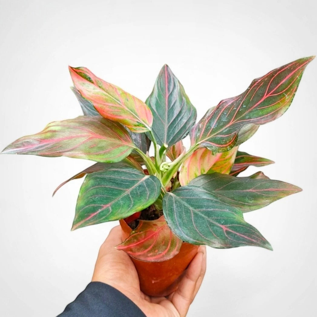 Aglaonema 'Red Vein' - Striking Tropical Foliage