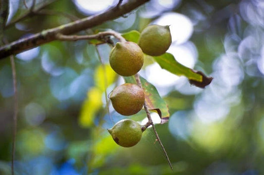 Macadamia Nut (Macadamia integrifolia) – 20+ Premium Seeds for Planting
