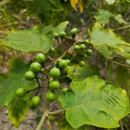 Leunca Black Nightshade Seeds (Solanum nigrum) – 2.000++ Premium Fresh Indonesian Leunca / Ranti Berry Seeds for Planting